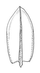 Bryum laevigatum, leaf. Drawn from A.J. Fife 8058, CHR 436794.
 Image: R.C. Wagstaff © Landcare Research 2015 